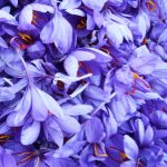 میانگین قیمت گل زعفران